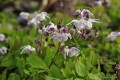 Epimedium youngianum „Akebono”