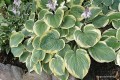Hosta „El Capitan”