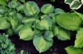 Hosta "Beyond Glory"