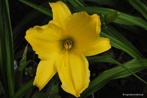 Hemerocallis „Kanarek”