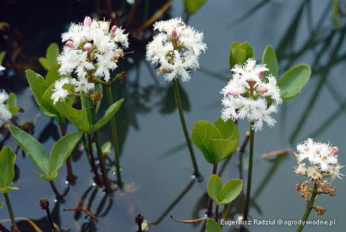 Menyanthes trifoliata