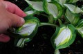 Hosta "Marshmallow Sky"