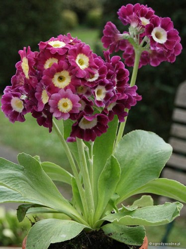 Primula auricula „Anderl”
