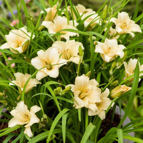 Hemerocallis „EveryDaylily Cream”