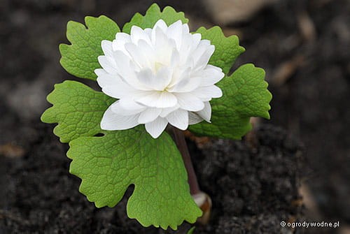 Sanguinaria canadensis „Multiplex”