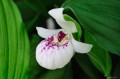 cypripedium_ulla_silkens1.jpg