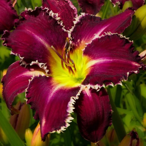 Hemerocallis „Snaggle Tooth”