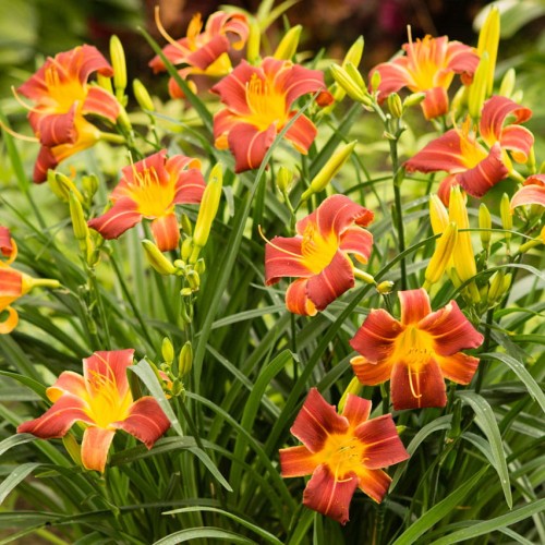 Hemerocallis „EveryDaylily Red Rib”