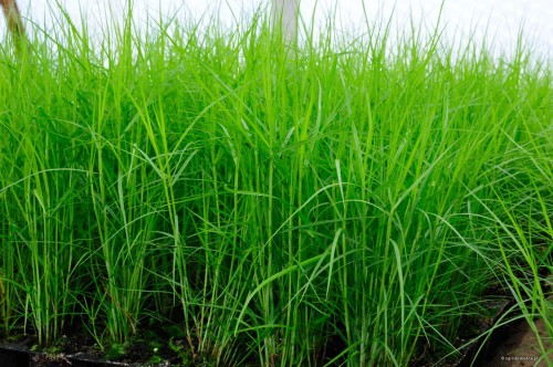 Carex muskingumensis „Little Midge”