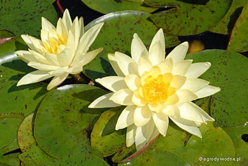 Nymphaea „Joey Tomocik”