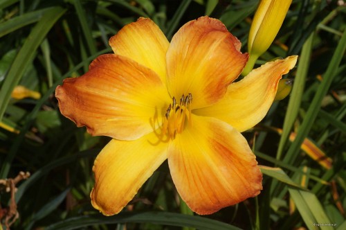 Hemerocallis „Mozaika”