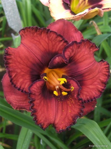 Hemerocallis „Berrylicious”