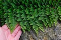 Polystichum setiferum „Plumosum Densum”