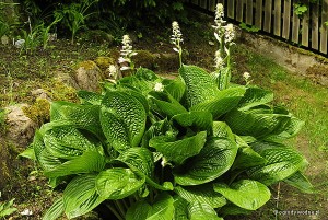 Hosta „Black Hills” - funkia