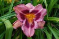 Hemerocallis „Broaden Your Horizons”