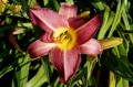Hemerocallis „Warta”