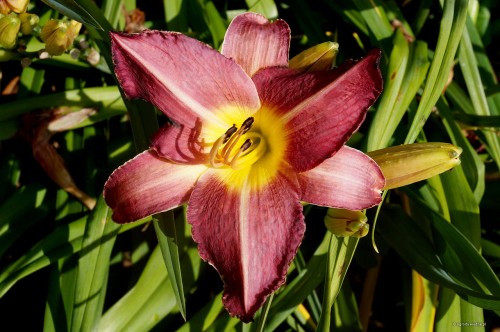 Hemerocallis „Warta”