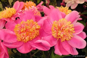 Paeonia lactiflora „Doreen” - piwonia chińska