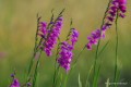 Gladiolus imbricatus