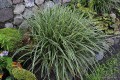 Carex morrowii „Ice Dance”