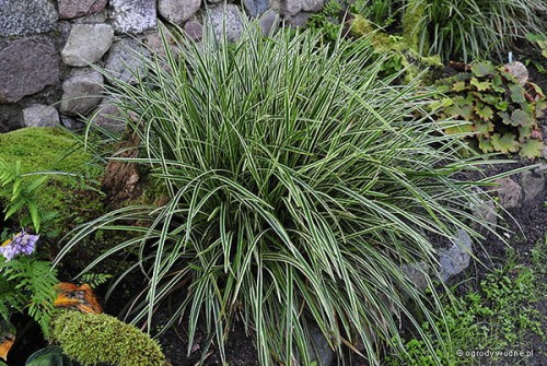 Carex morrowii „Ice Dance”