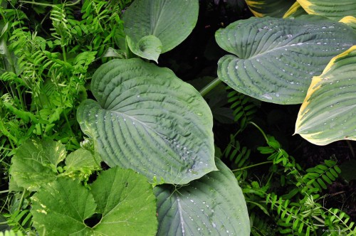 Hosta "Amos"