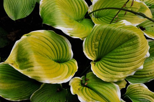Hosta "Winter Snow"