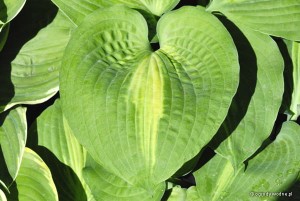 Hosta „Saint Paul” - funkia