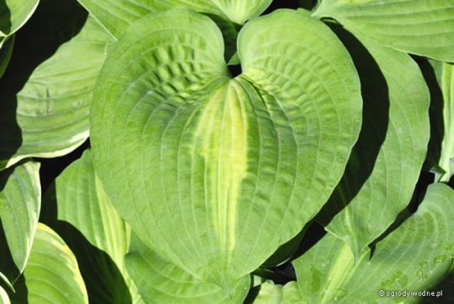 Hosta „Saint Paul”