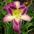 Hemerocallis "Magic Dancer" fot. KG