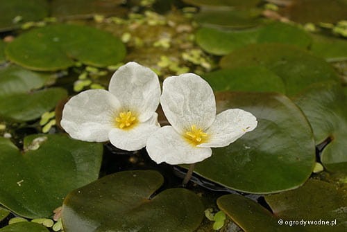 Hydrocharis morsus-ranae - kwiat