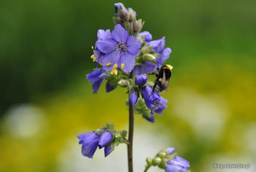 Polemonium caeruleum