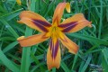 Hemerocallis "Tigereye Spider"