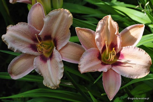 Hemerocallis „Piast”