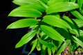 Smilacina japonica