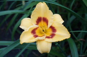 Hemerocallis „Todd Abbott” - liliowiec