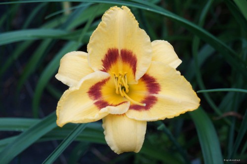 Hemerocallis ''Todd Abbott''