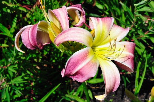 Hemerocallis „Wilson Spider”