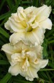 Hemerocallis "Bowl of Cream" fot. KG