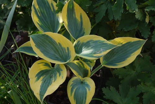 Hosta „Ben Vernooij”