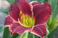 Hemerocallis "Roses In Snow"