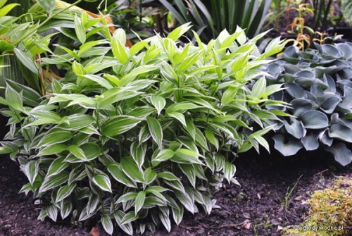 Disporum sessile „Variegatum”, w tle Hosta „Blue Mouse Ears”