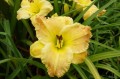 Hemerocallis „Matt”