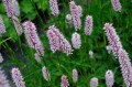 Polygonum bistorta - kwiaty