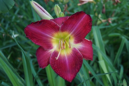 Hemerocallis ''Silk Mystique''
