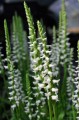 Spiranthes cernua "Chadd's Ford"