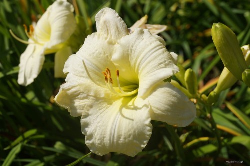 Hemerocallis „Joan Senior”