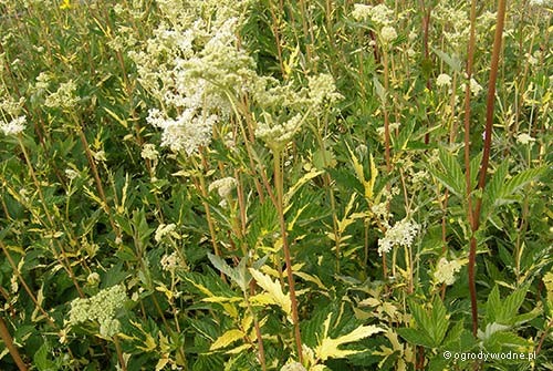 Filipendula ulmaria „Variegata”