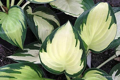 Hosta „Morning Light”