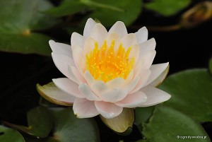 Nymphaea „Walter Pagels” - lilia wodna, grzybień
